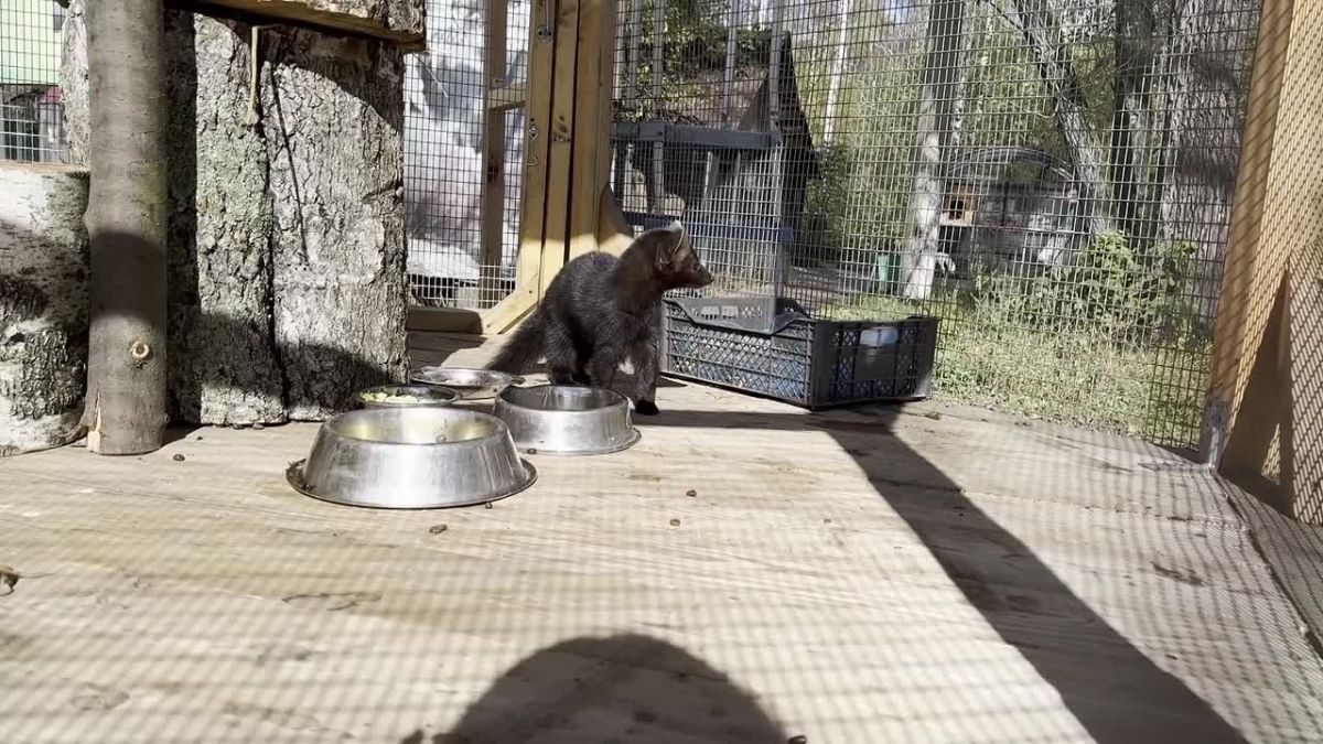 Новое знакомство в экоцентре "Кузнецкий Алатау": там поселился маленький хозяин большой тайги - соболь Семён