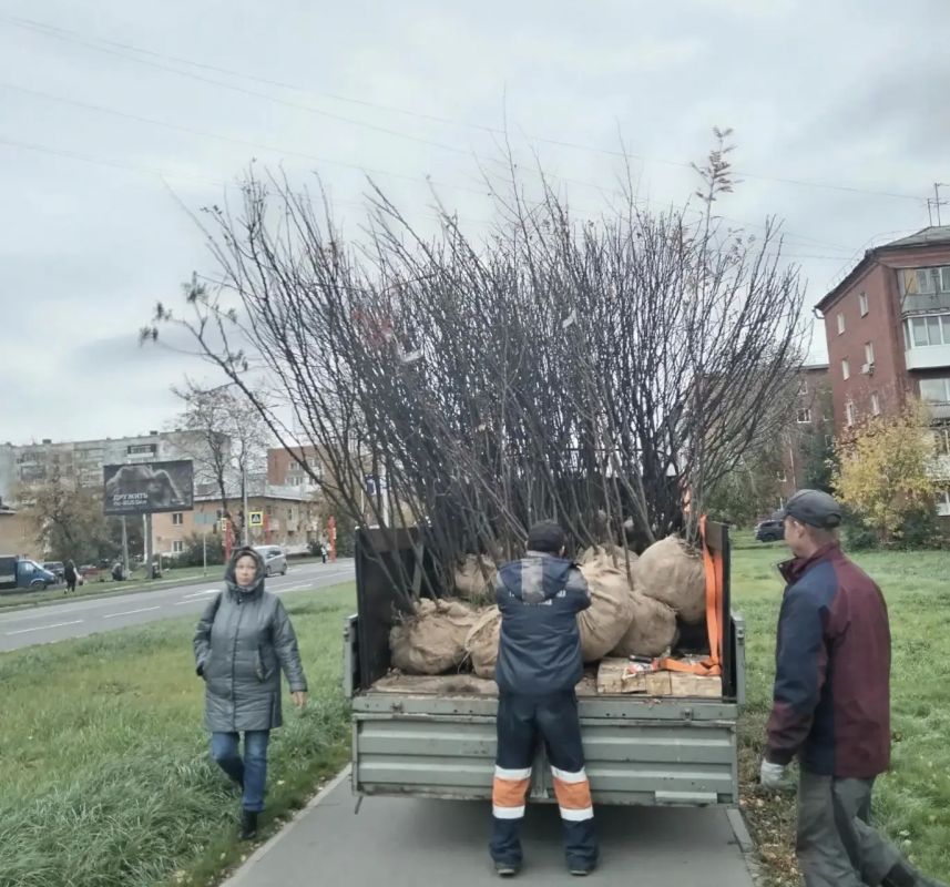 На улице Инициативной в Кировском районе высадили деревья На улице Инициативной в Кировском районе высадили деревья