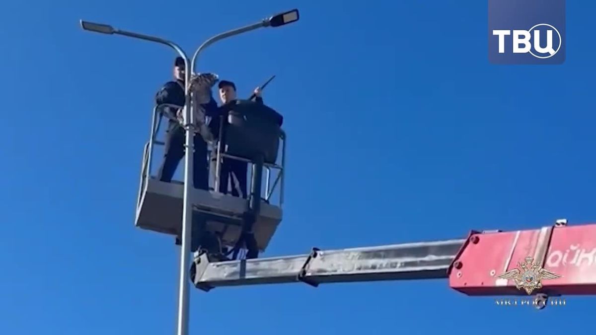 Полицейские из двух регионов России спасли совят