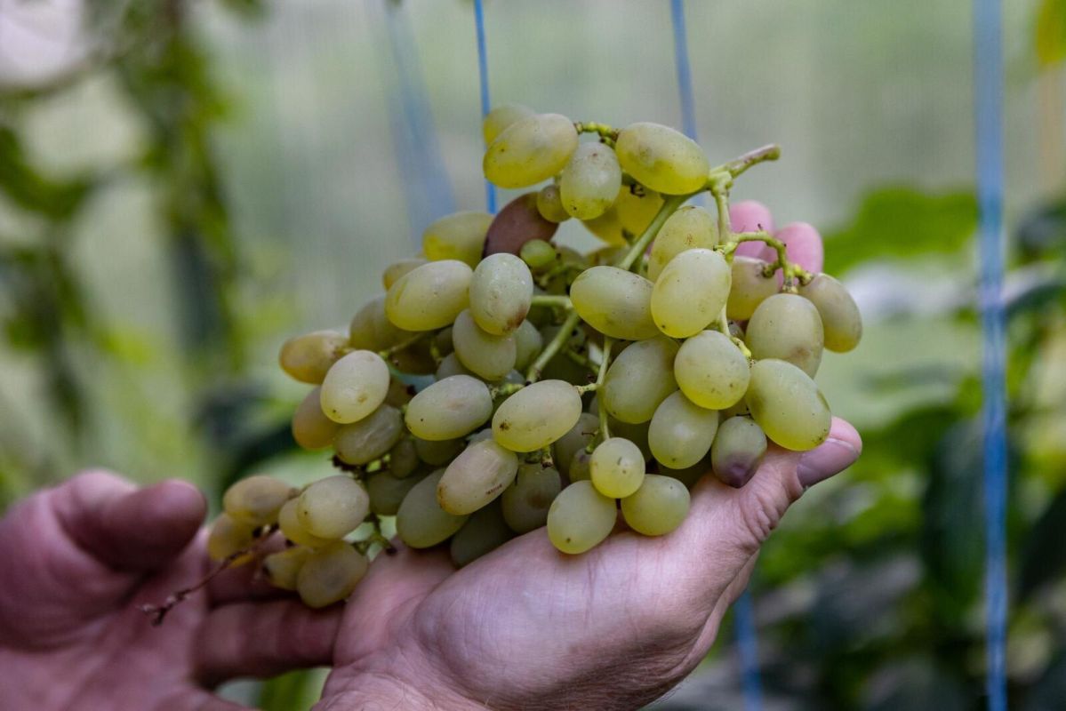 Плесень на еде: какие продукты нельзя спасать, срезав пятно