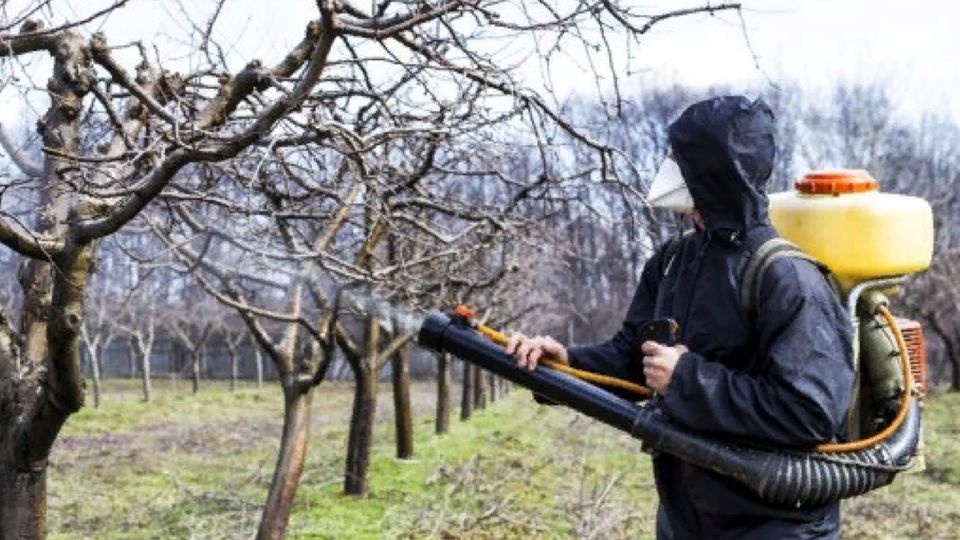 Осенняя обработка сада: секреты заботливых дачников