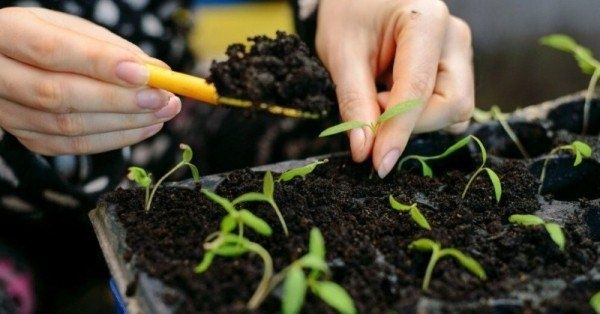 Требования к почве для рассады