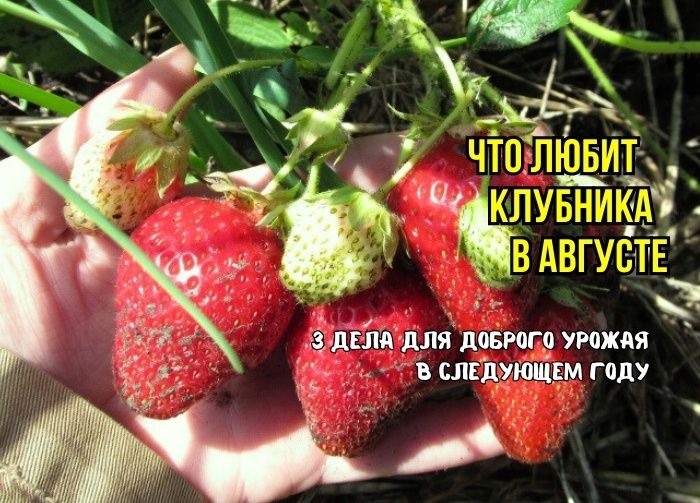 Что успеть сделать с клубникой до августа: советы агрономов для богатого урожая