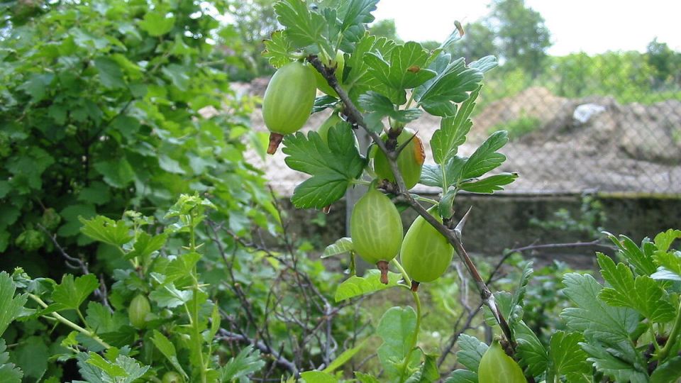 Крыжовник: как удивительный ягодный кустарник оживит ваш сад