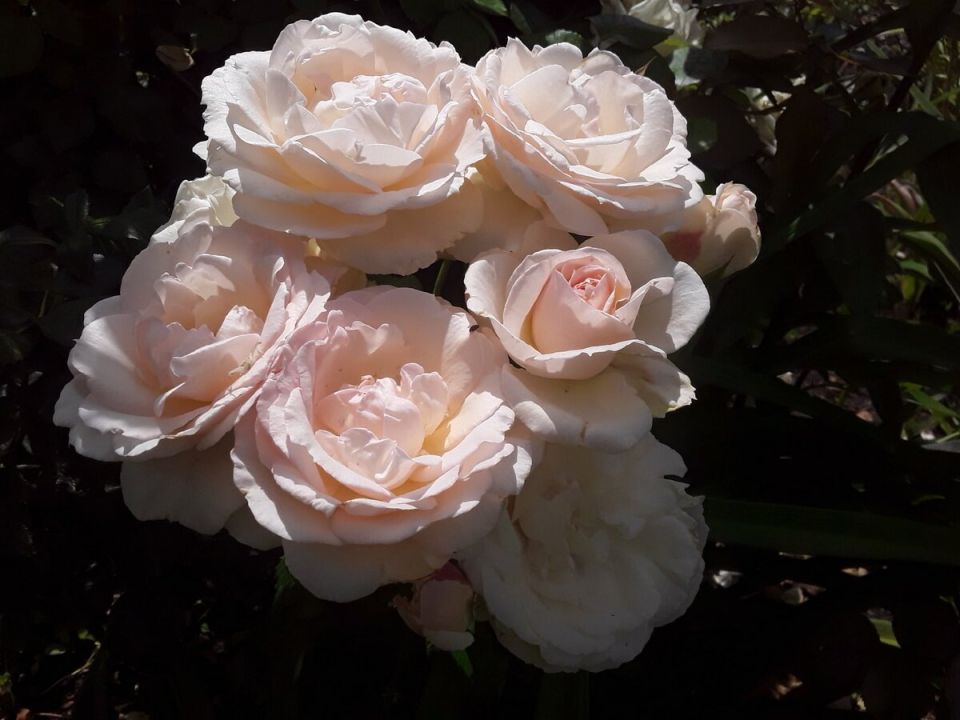 Цветущий сад: июньские чудеса и неочевидные сюрпризы