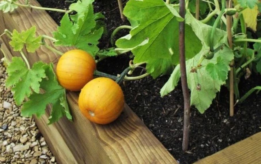 Как успешно вырастить тыкву в зоне рискованного земледелия