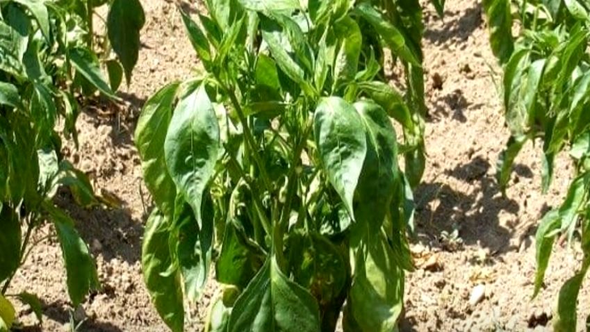 Как молочная сыворотка спасает урожай перца в знойное лето