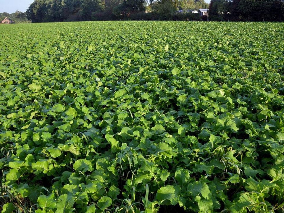 Репа: забытый суперфуда, который возвращается на грядки России