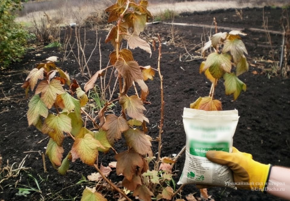 Эссенция осени: как подготовить смородину и крыжовник к зиме для богатого урожая