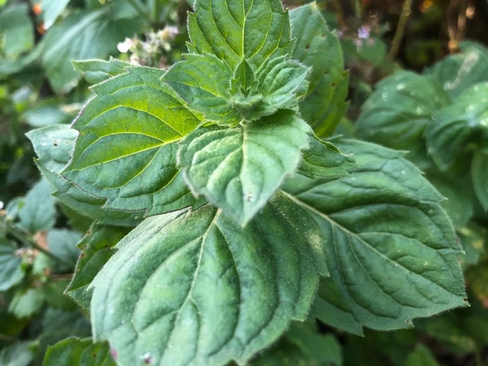 Почему мята может стать проблемой на вашем огороде