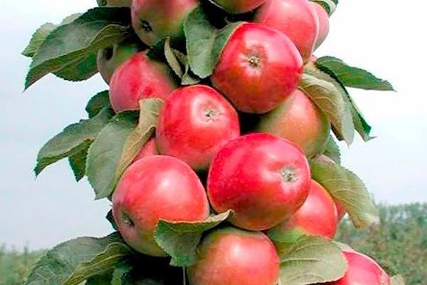 Яблоня Валюта: компактный сорт с высоким урожаем и без лишних хлопот