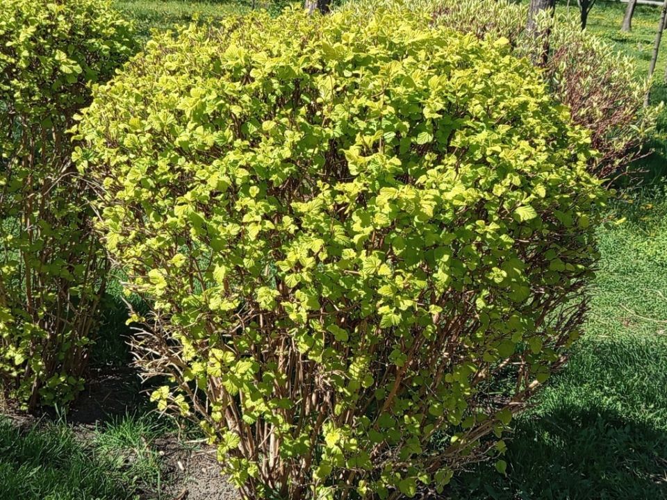 Как вернуть жизнь вашим декоративным кустарникам: секреты обрезки и ухода