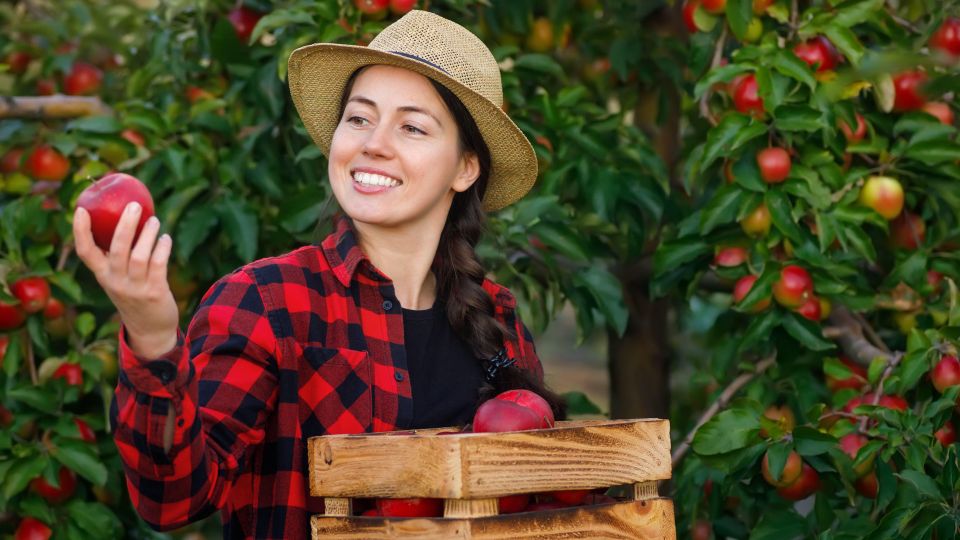 Сладкие и переживут любые морозы: эти сорта яблок обожают опытные дачники