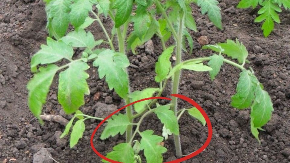 Новый метод выращивания томатов: два корня в одной лунке