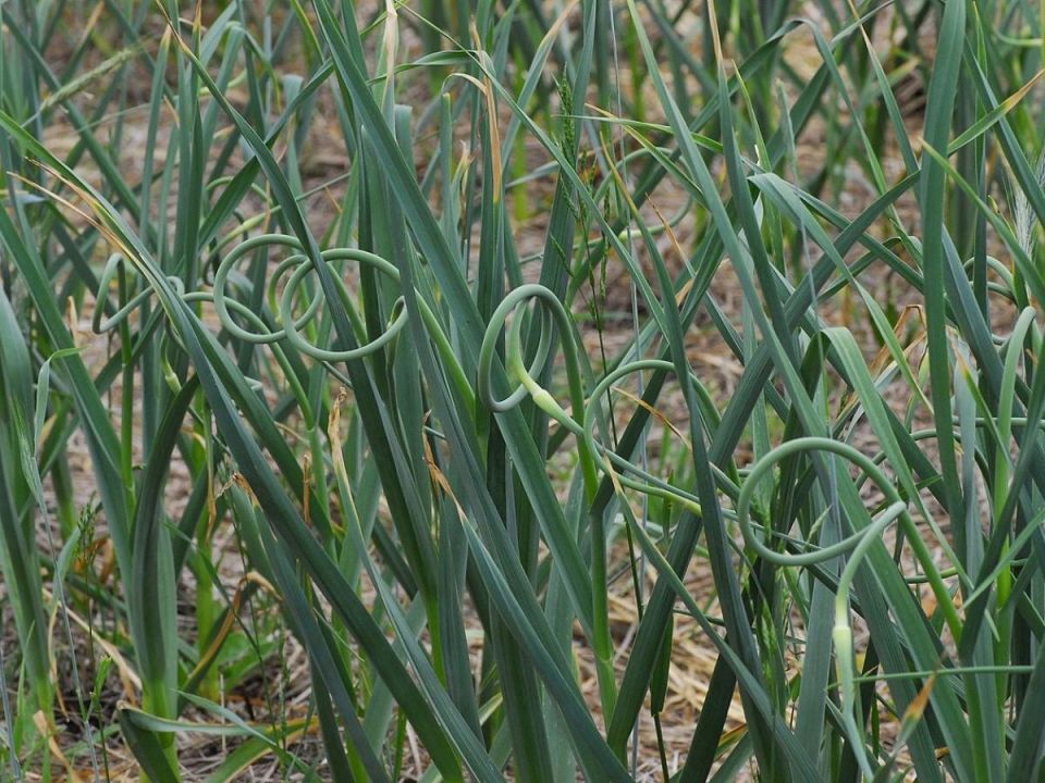 Чесночные стрелки: ключ к большему урожаю и кулинарным изыскам
