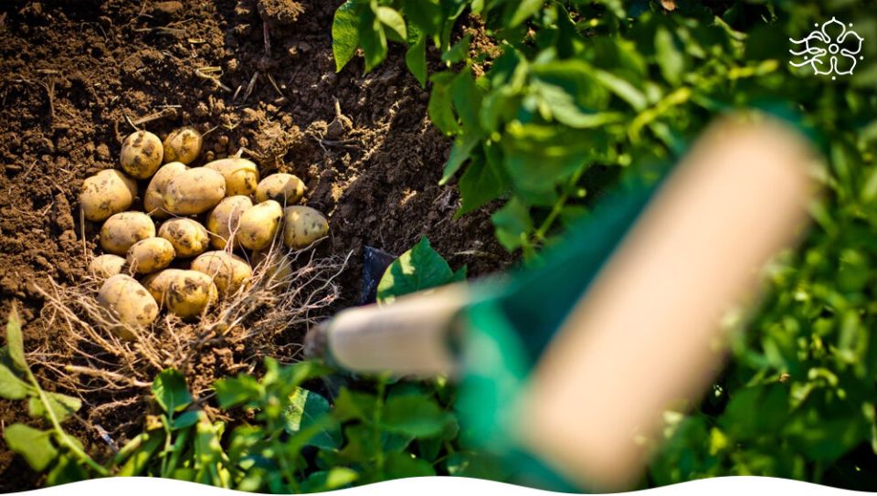 Как эффективно использовать грядки после раннего картофеля: советы по выбору культур