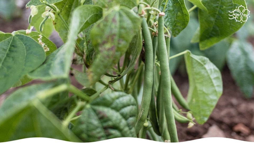 ������ �� ����� ����: ������ ����� ��� ������ ������� � 2026 ����