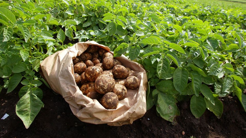 Запомните эти беспроблемные сорта картофеля: не возьмет никакая зараза