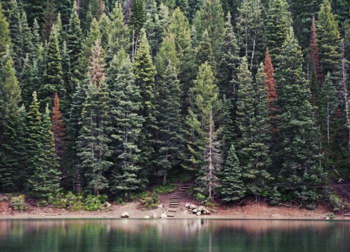 Когда леса страдают: последствия засухи для сосен и елей