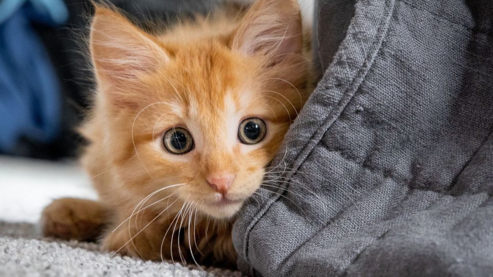 «Наестся и будет спать»: вот как отучить кошку бегать по квартире ночью