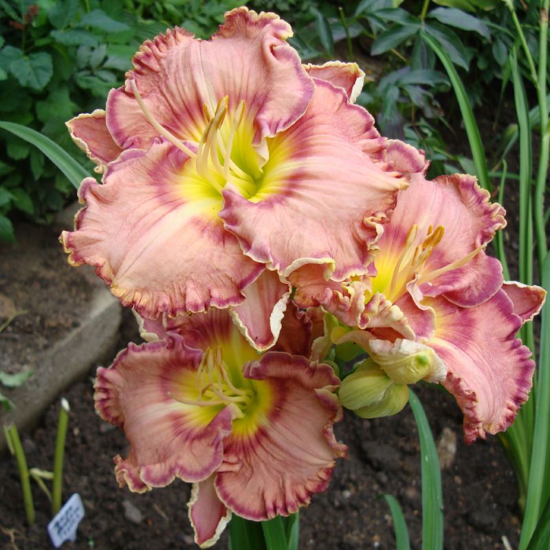 ����� ������ �������������: ������� ����� ��� � ���� � �������