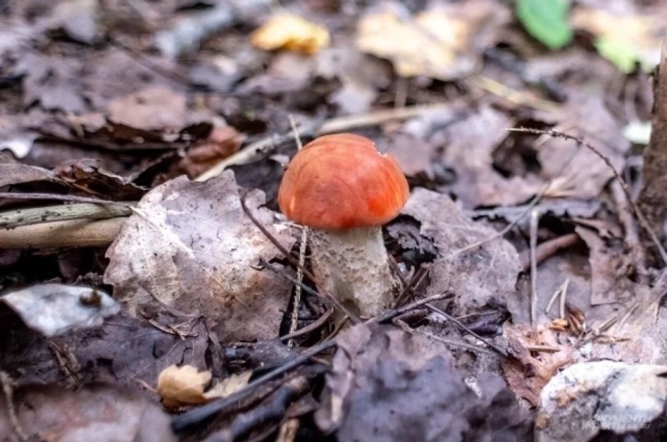 Грибная вилка: Нижегородцы делятся секретами удачных мест для сбора грибов в декабре