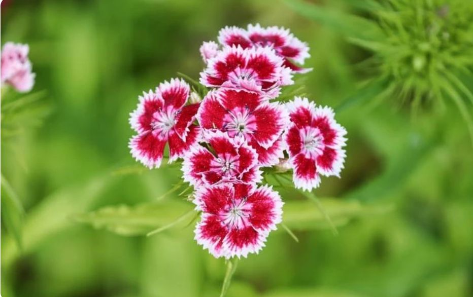 Выращивание гвоздики: шаг за шагом