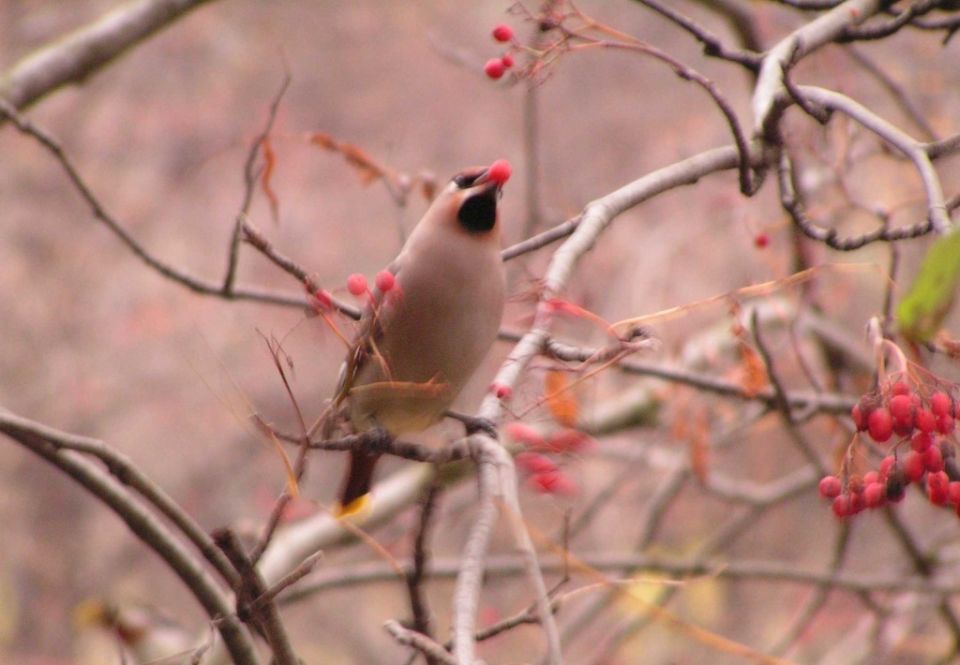 Свиристели: яркие певцы северных лесов и их удивительные привычки