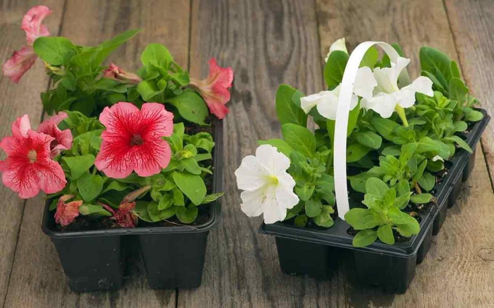 ��� ��������� �������: ������� �������� ������� � 2026 ����