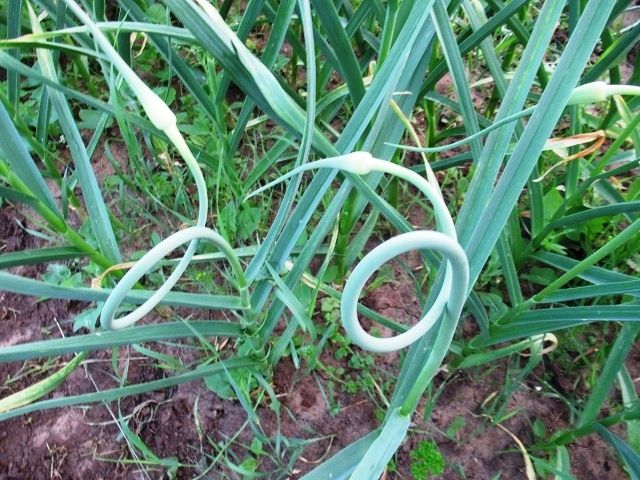 ��� ��������� �������� ������� � ������� ��� ������������� ������