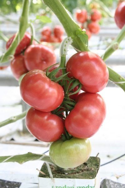 ����� �������: ��� ��������� ������� ��������� ��� ������ �����