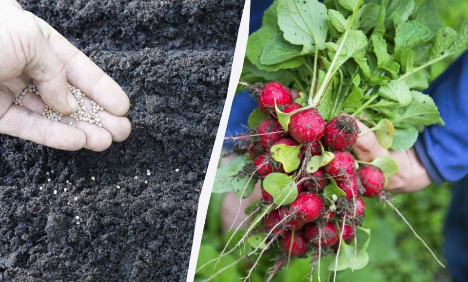 ��� ������������� ���������� ����� ��� ������: �������� ������ � ������������