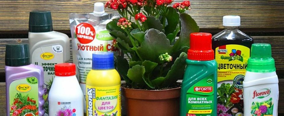 Как правильно подкармливать домашние цветы удобрениями: простые решения на каждый месяц