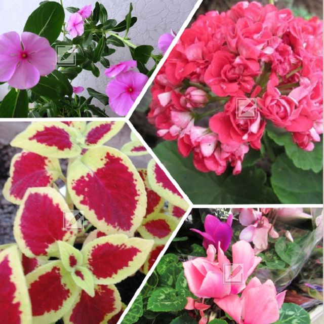 Что посеять в январе: список жизненно важных цветущих культур для дома и клумбы