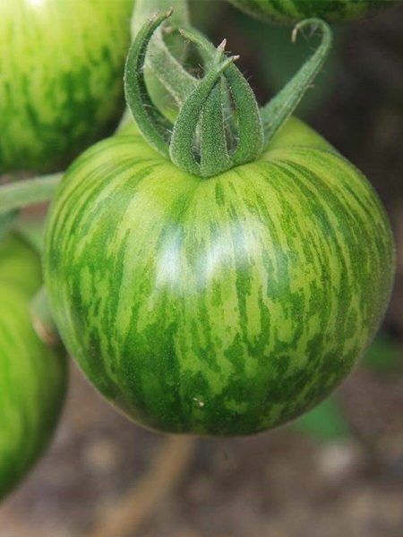 Томат Зеленая зебра: полосатые плоды с изумрудной мякотью и сладким вкусом