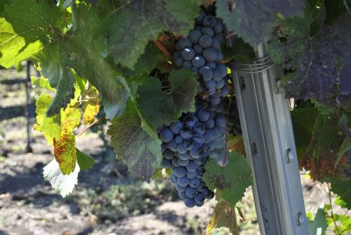 Жизнь в ростовских виноградниках: награды и инвестиции региона в виноделие