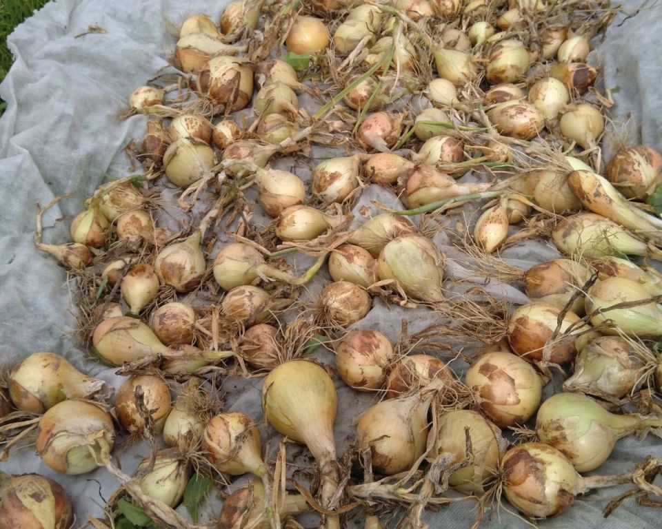 Зелень под зиму: как выбрать момент и защитить грядки без снега