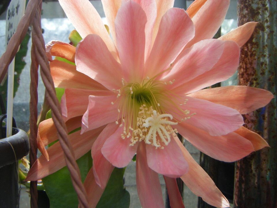 ���������: ��� ������� ����������� ��� � ���� ����