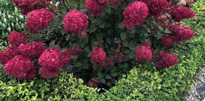 Гортензия: красивая деталь вашего сада