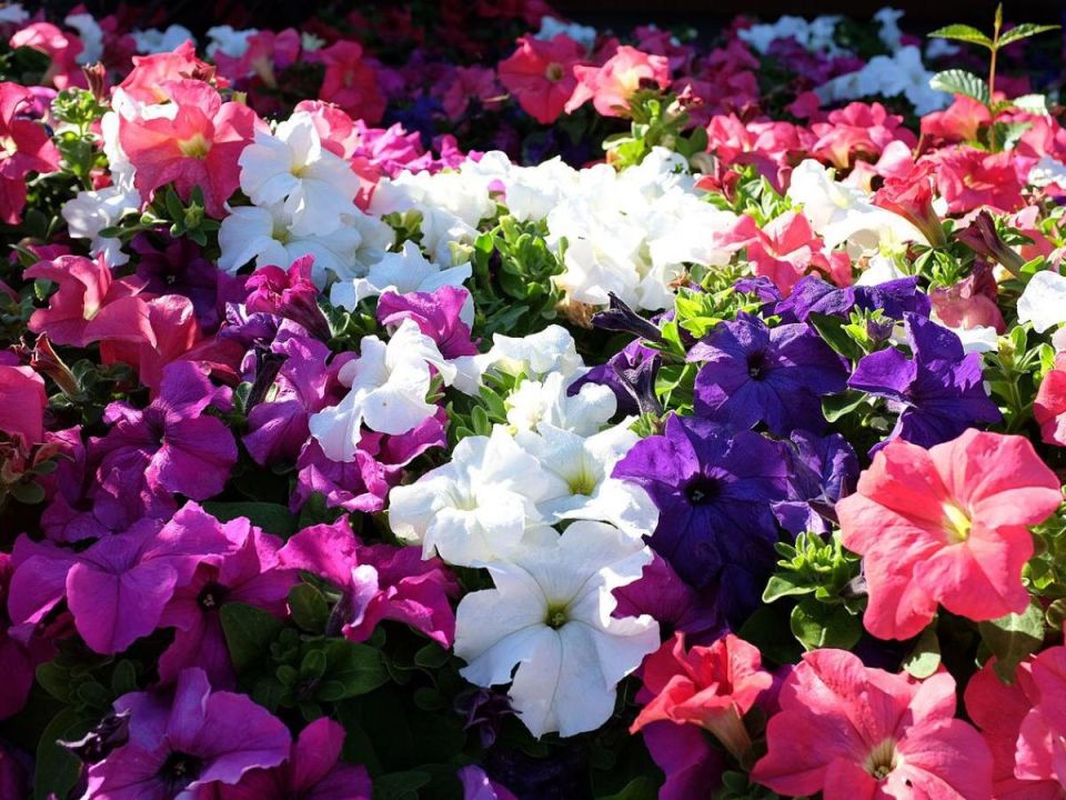 Почему ваша петуния теряет яркость: основные причины и решения