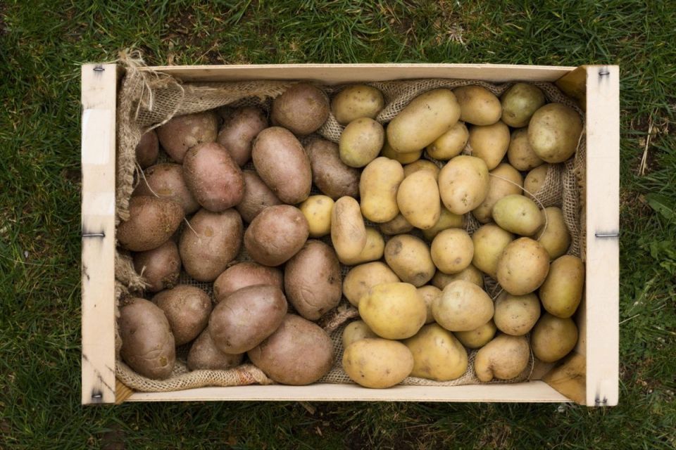 Картошка на нашем столе: увлекательное путешествие в мир популярного овоща