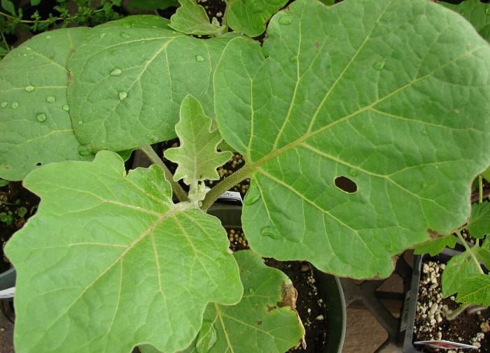 ������ ������� ����� �� �����������: ������ ������ �������