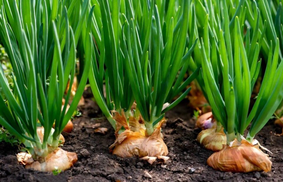 ��� ��������� ������������ ������� ���: ������� �������� ��������