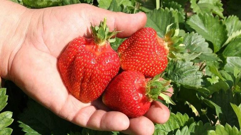 ��� ��������� �������� ����� �� 40 ������� �� �����: ������� ��������� �����