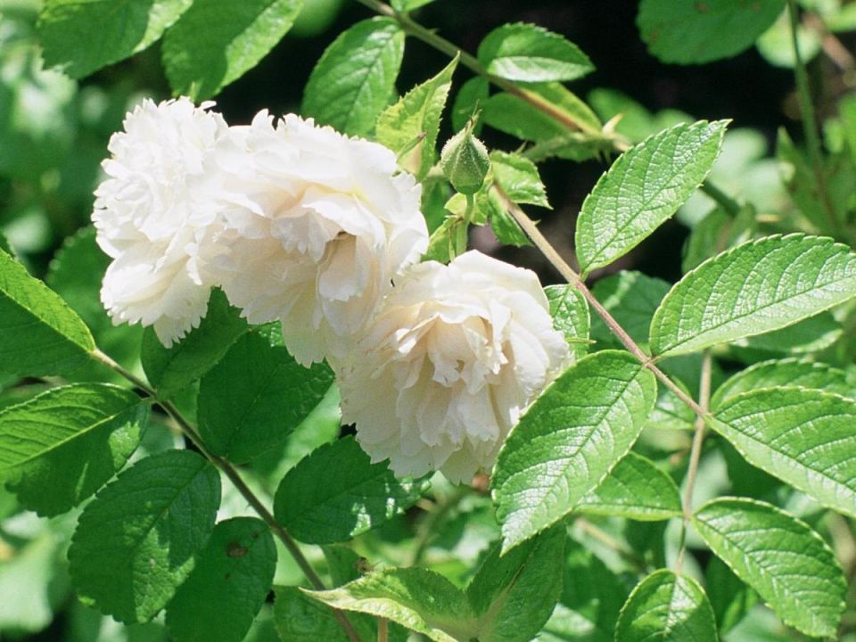 ���� ��� ��������: ������ ��� ���?