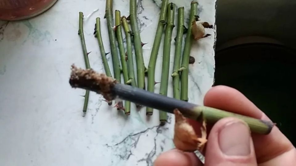 ������ ����: ��� ������������ ���������� �������� ���������� ���������� ���