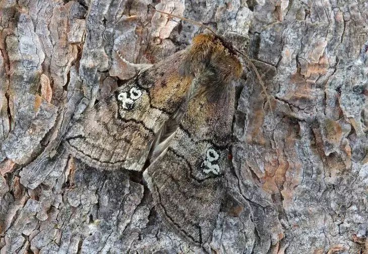 ���� �� �� ������ � �������� ���� ��� ������ ����: ��� �������� ��������