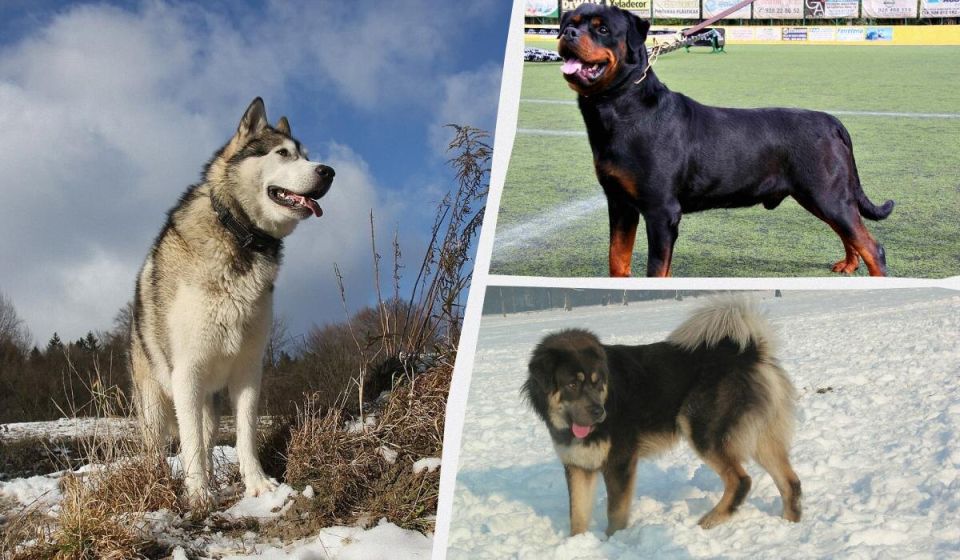 ���-10 ����� ������� ����� �����