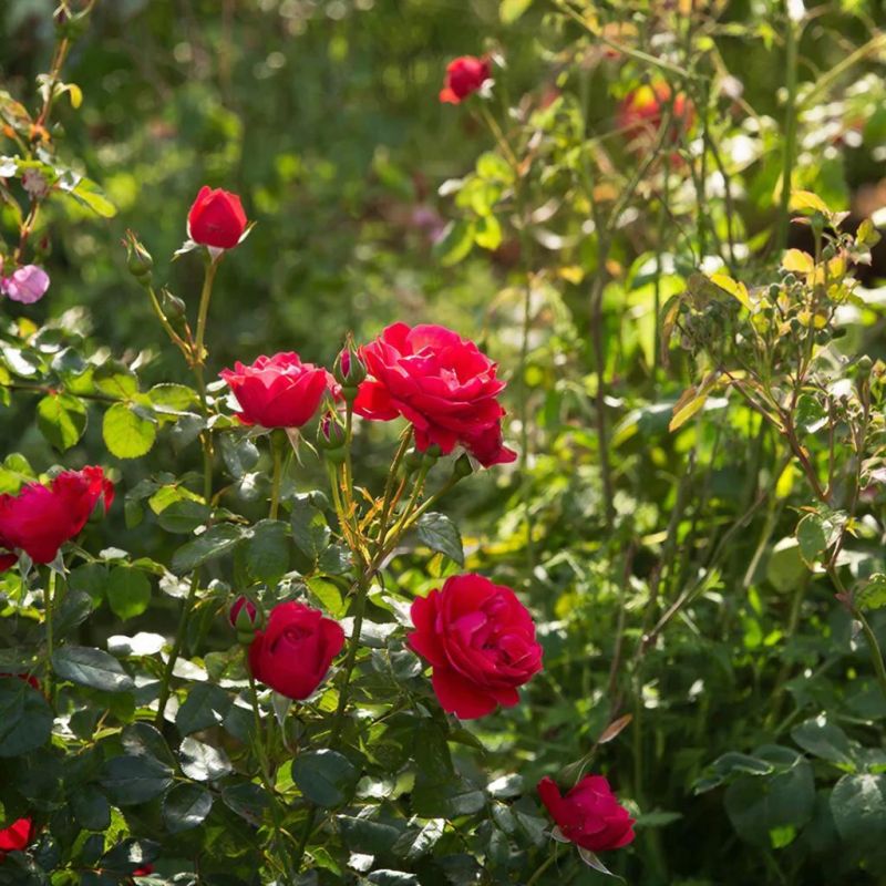 ������������� ����, ������� ������� ��� ��� ��� ������ ������