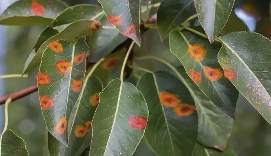 ����������� ������ ����� �� ��������: ����� �������� �������?